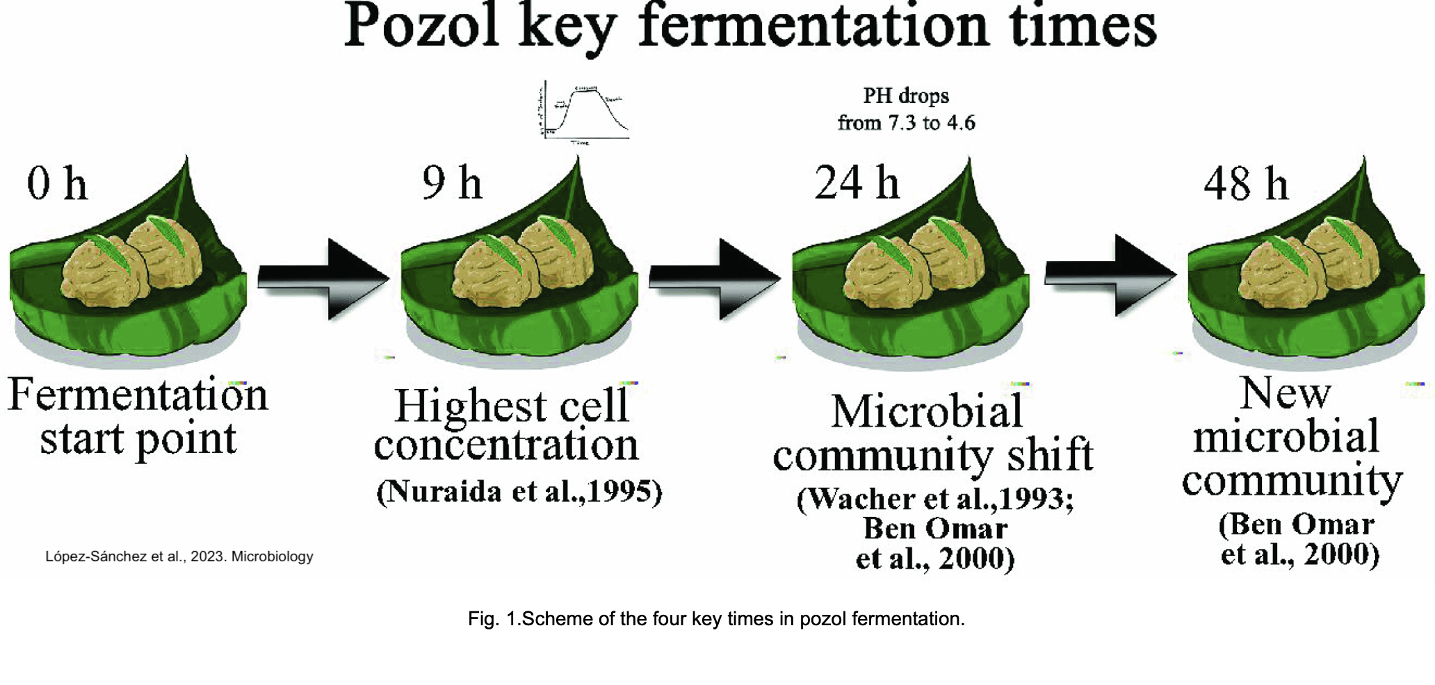 Reconstrucción de Genomas a partir de Metagenomas (MAGs) – Data ...